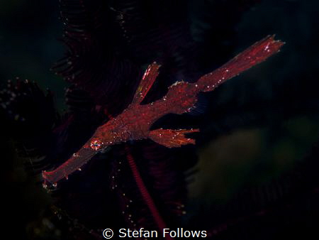 Take Two
Robust Ghost Pipefish - Solenostomus cyanopteru... by Stefan Follows 