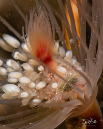 Tubularia with Amphipoda by Eduard Bello 