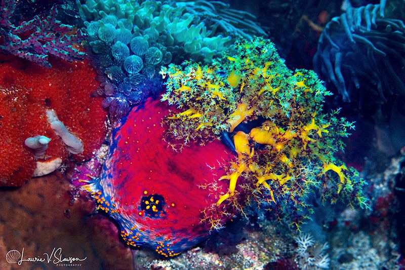 Sea Apple and Anemones/Photographed with a Canon 100 mm m... by Laurie Slawson 