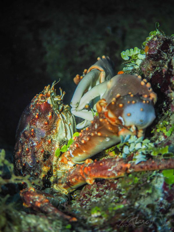 crab by Marc Van Den Broeck 