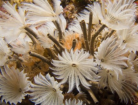 Roatan feathers. Fuji F810. by Jennifer Temple 