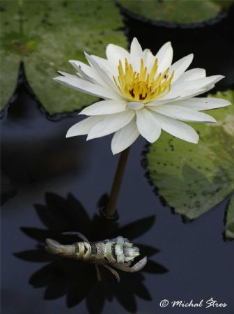 Memories from Bali by Michal Štros 