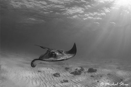 Southern stingray by Michal Štros 