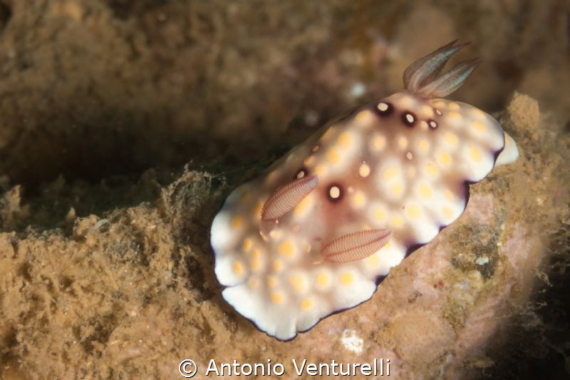 Goniobranchus hintuanensis by Antonio Venturelli 