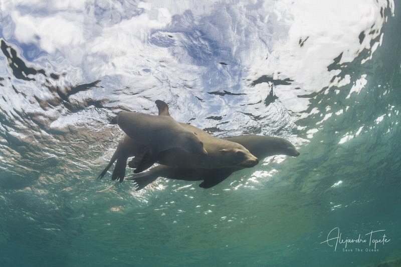 Sea Lion Family in the green,los Islotes en  La Paz, Mexico by Alejandro Topete 