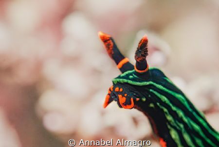 Sony RX100 V, macro wet lens +10, Inon Z330. This tiny fr... by Annabel Almagro 