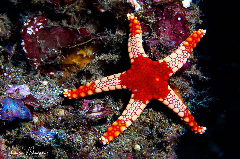 Peppermint Sea Star/Photographed with a Canon 60 mm macro... by Laurie Slawson 