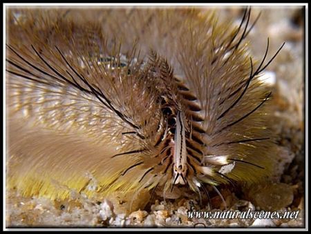 Get out of my way with your camera! Don’t you see I have ... by Yves Antoniazzo 