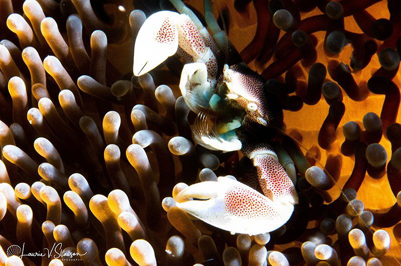 Spotted Porcelain Crab/Photographed with a Canon 60 mm ma... by Laurie Slawson 