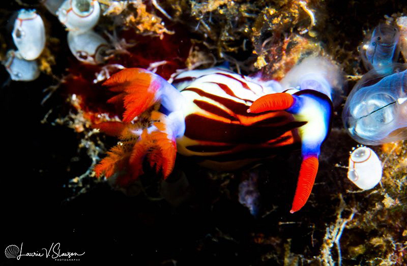 Nembrotha sp. Undescribed eating tunicates/Photographed w... by Laurie Slawson 