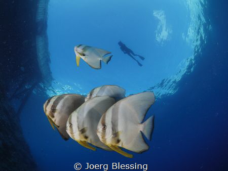 Longfin batfish and snorkler. by Joerg Blessing 