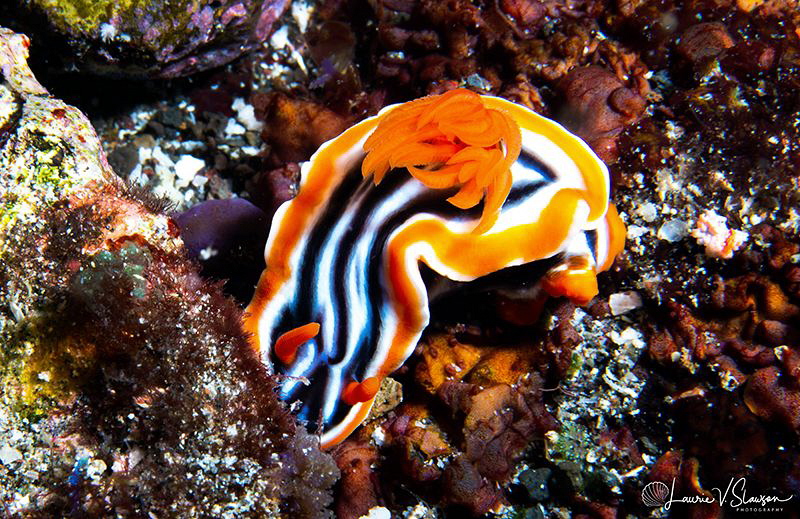 Chromodoris magnifica/Photographed with a Canon 60 mm mac... by Laurie Slawson 