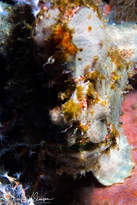 Frogfish/Photographed with a Canon 60 mm macro lens at Al... by Laurie Slawson 