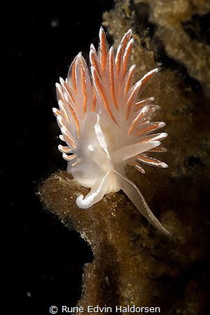 Fjordia lineata by Rune Edvin Haldorsen 