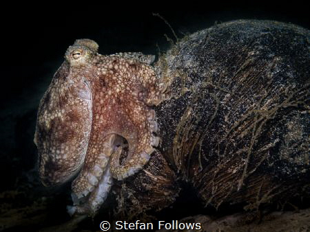 Well, that was awkward!

Coconut Octopus - Amphioctopus... by Stefan Follows 