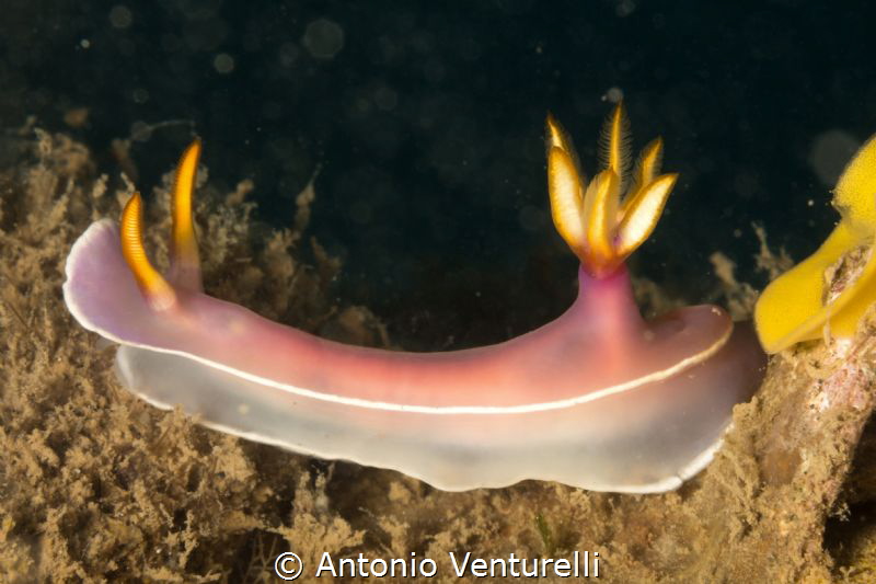 Hypselodoris, Nha Trang, Vietnam by Antonio Venturelli 