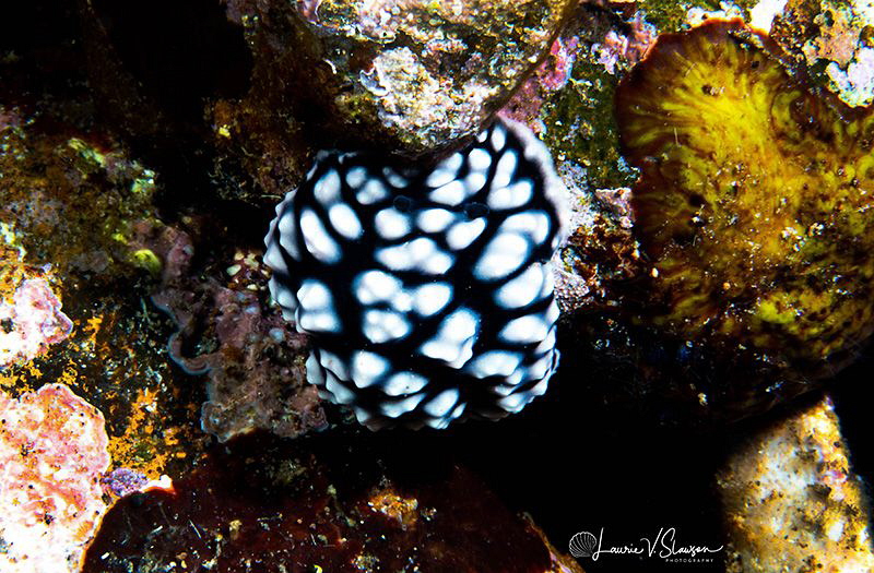 Phyllidia pustulosa/Photographed with a Canon 60 mm macro... by Laurie Slawson 