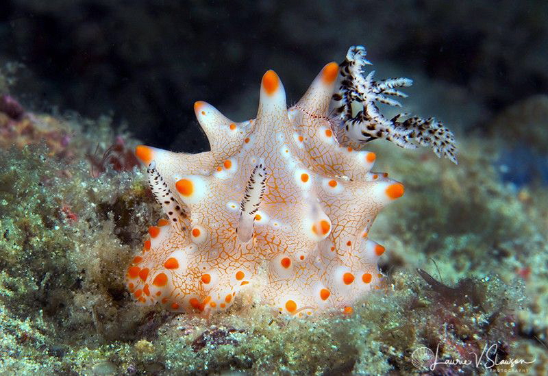 Halgerda batangas/Photographed with a Canon 60 mm macro l... by Laurie Slawson 