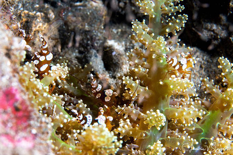 Sexy Shrimp/Photographed with a Canon 60 mm macro lens an... by Laurie Slawson 