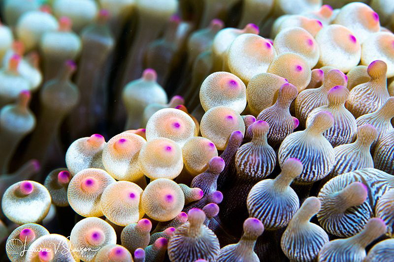 Bubbletip Anemones/Photographed with a Canon 100 mm macro... by Laurie Slawson 