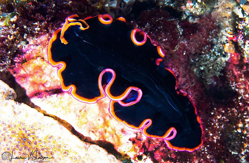 Pseudobiceros gloriosus/Photographed with a Canon 60 mm m... by Laurie Slawson 