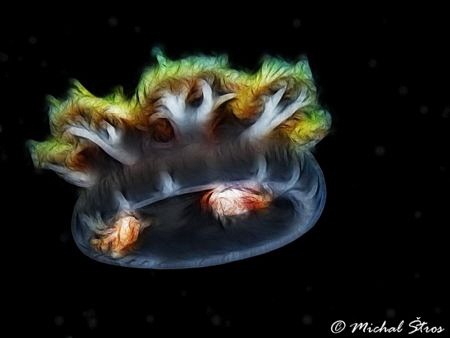 Upside-down jellyfish (Cassiopea andromeda) by Michal Štros 