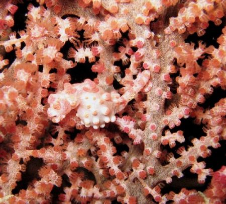 Pygmy seahorse taken at Diaz Island, Samal Island, Philip... by Oliver Ramos 