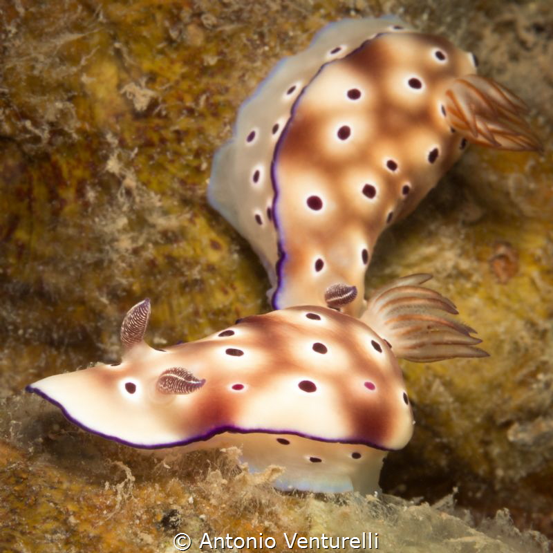 Hypselodoris
Cemetry Bay, Nha Trang by Antonio Venturelli 