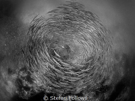 Storm
Chevron Barracuda - Sphyraena qenie
Sail Rock, Th... by Stefan Follows 