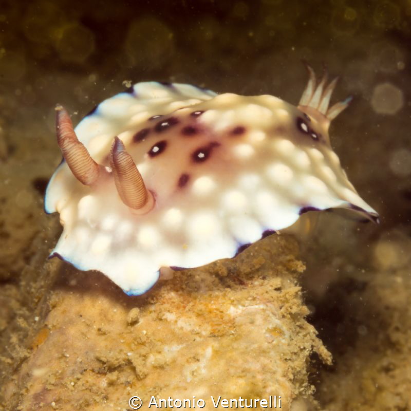 Goniobranchus
Hon Mun Marinepark
Nha Trang, Vietnam by Antonio Venturelli 