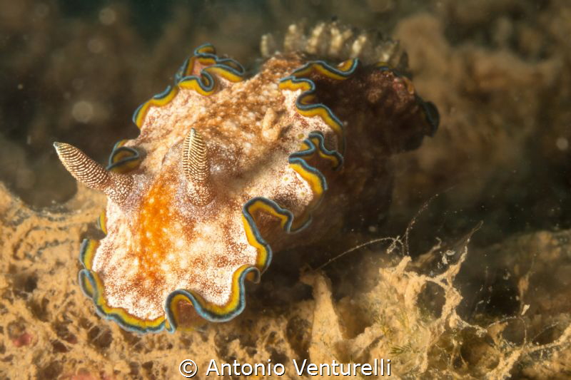 close up to nudibranch Glossodoris cincta
Cemetry Bay
N... by Antonio Venturelli 