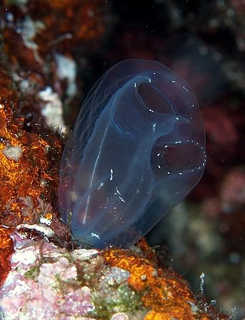 Sea squirt? Taken at Marsa bareika with Olympus E300. by Nikki Van Veelen 