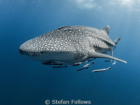 Like the deserts miss the rain ...

Whale Shark - Rhinc... by Stefan Follows 