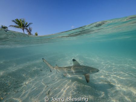 Baby shark doo doo doo by Joerg Blessing 