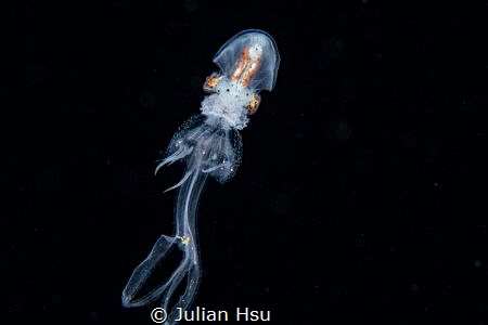 Paper nautilus riding on jellyfish by Julian Hsu 