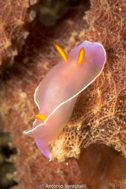 Hypselodoris Bullockii
Mama Hanh, Nha Trang
Vietnam by Antonio Venturelli 