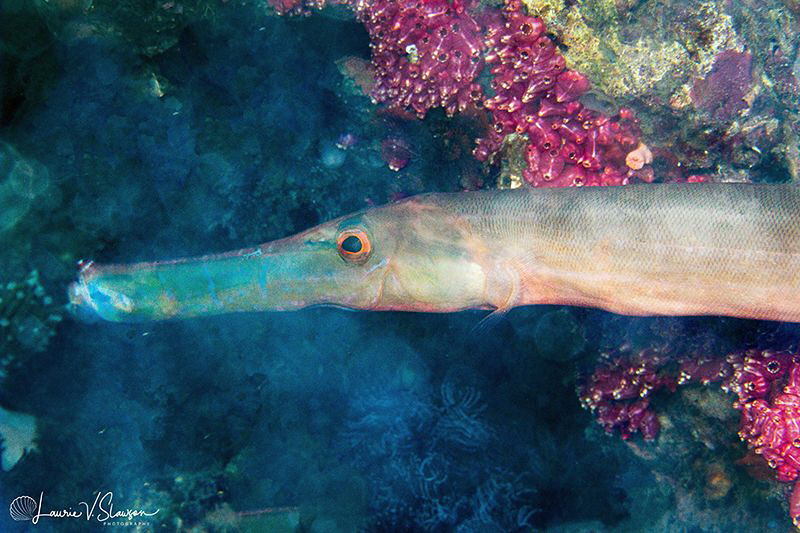 Trumpetfish/Photographed with a Canon 60 mm macro lens at... by Laurie Slawson 