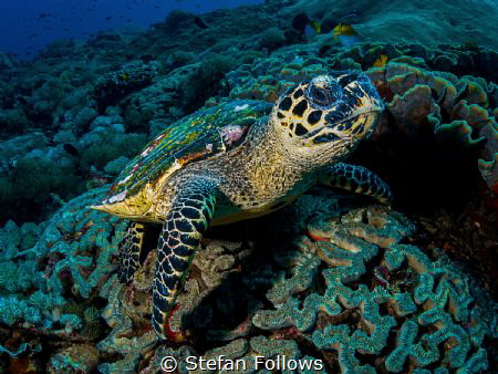 Hello!

Hawksbill Turtle - Eretmochelys imbricata

Ba... by Stefan Follows 