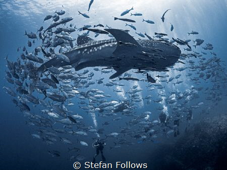 Don't Look Back

Whale Shark - Rhincodon typus

Sail ... by Stefan Follows 