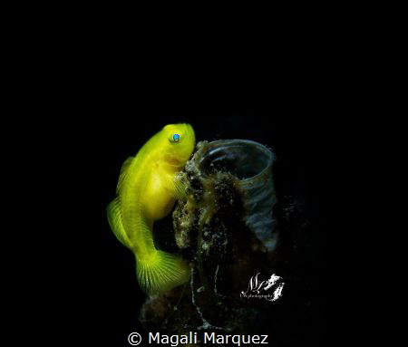 Yellow Goby pregnant 
Common name yellow Gobyfish, meani... by Magali Marquez 
