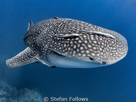 That Awkward Moment When ... ?

Whale Shark - Rhincodon... by Stefan Follows 