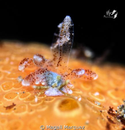 Portrait 
Sohgenia  palauensis sea slug 
 by Magali Marquez 