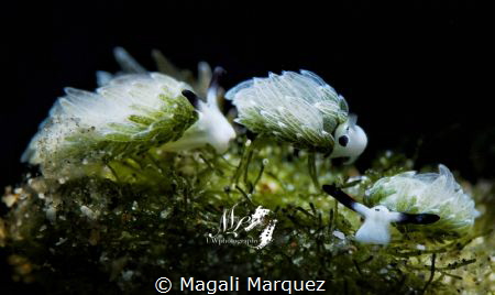 Costasellia Usagi 
Nikon D7200 
Tamron 90mm 
Sea&Sea Y... by Magali Marquez 