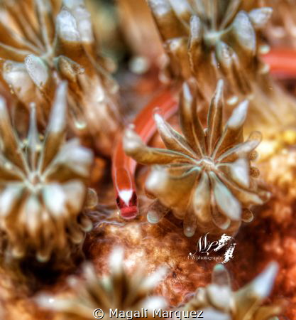 Bulbonaricus 
F11.0 1/250 ISO100 

 by Magali Marquez 