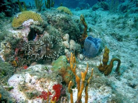 Underwater Landscape
An underwater paradise taken with a... by John Darmohray 