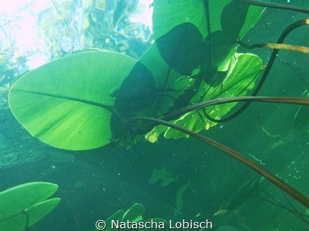 Heider Bergsee by Natascha Lobisch 
