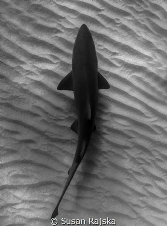A lonely preditor with a bad reputation. by Susan Rajska 