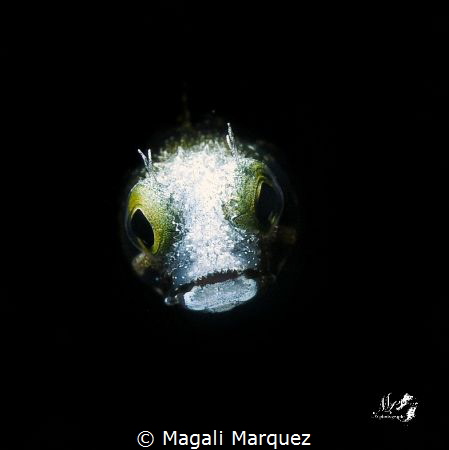 Spinyhead blenny with Retra snoot 
F20.0 1/250 ISO100 
... by Magali Marquez 