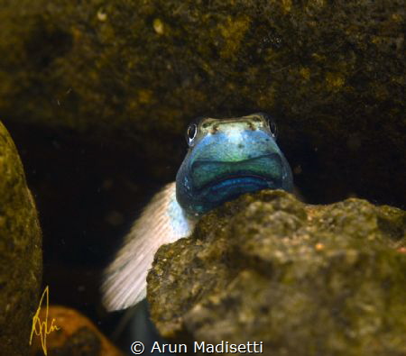A loach in a rain forest stream by Arun Madisetti 