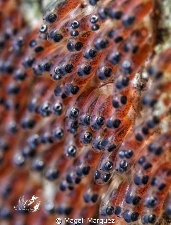 Clownfish eggs 
Nikon D7200 
Tamron 90mm 
Sea&Sea YS-D... by Magali Marquez 